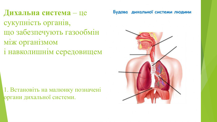 Дихальна система – це сукупність органів, що забезпечують газообмін між організмом і навколишнім середовищем1. Встановіть на малюнку позначені органи дихальної системи. 