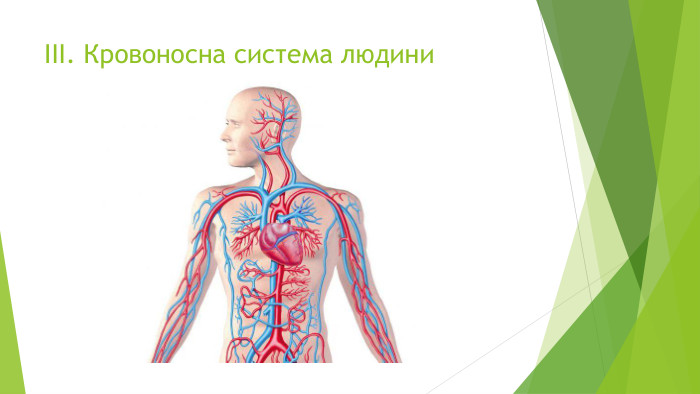 ІІІ. Кровоносна система людини