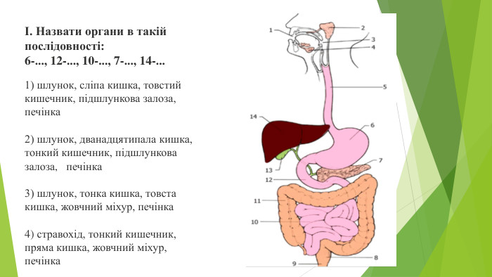 І. Назвати органи в такій послідовності: 6-..., 12-..., 10-..., 7-..., 14-...1) шлунок, сліпа кишка, товстий кишечник, підшлункова залоза, печінка2) шлунок, дванадцятипала кишка, тонкий кишечник, підшлункова залоза, печінка3) шлунок, тонка кишка, товста кишка, жовчний міхур, печінка4) стравохід, тонкий кишечник, пряма кишка, жовчний міхур, печінка