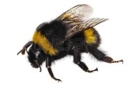 D:\Мои_документы_2\РОБОТА\УРОКИ\ліплення\19497496-bumblebee-species-bombus-terrestris-common-name-buff-tailed-bumblebee-or-large-earth-bumblebee-in-hi.jpg