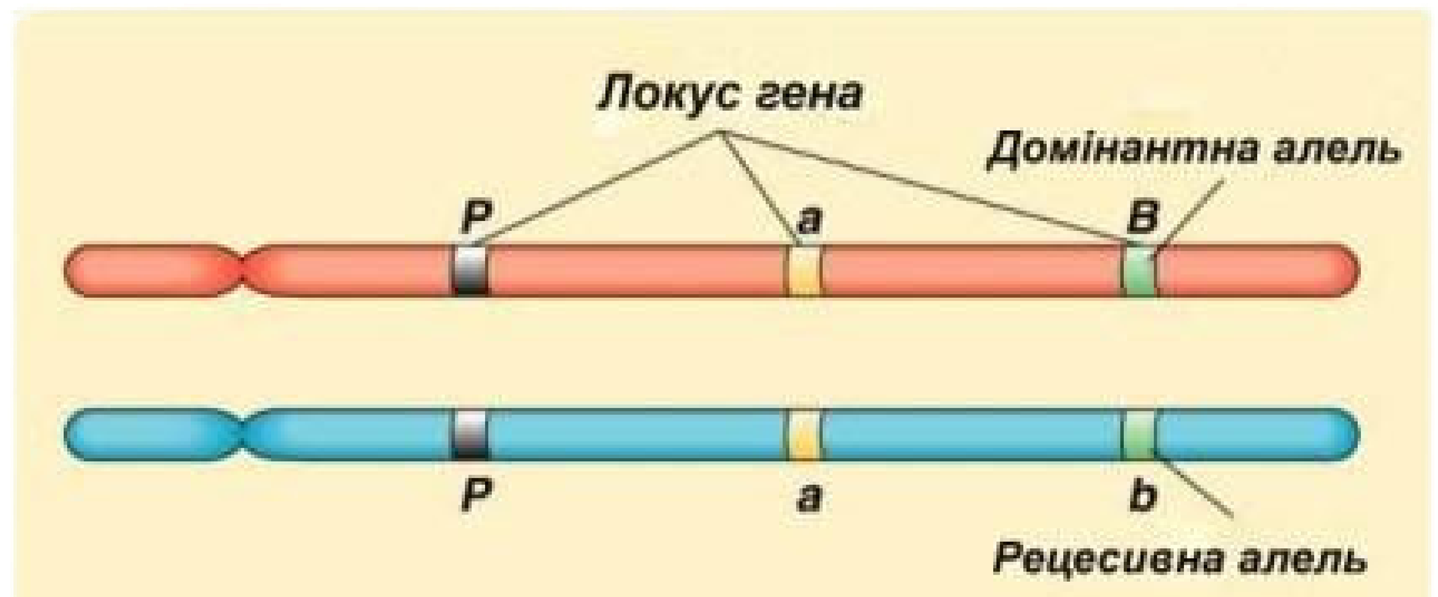 Организм содержащий одинаковые аллельные гены. Локус и аллель Гена. Аллельные гены Локус. Аллельные гены локусы хромосом. Что такое Локус участок хромосомы.
