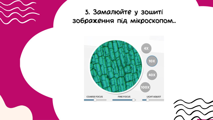3. Замалюйте у зошиті зображення під мікроскопом..