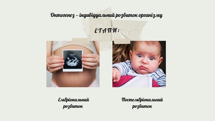 ЕТАПИ: Ембріональний розвиток. Онтогенез — індивідуальний розвиток організму. Постембріональний розвиток