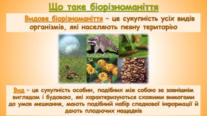 Що таке біорізноманіття. Видове біорізноманіття – це сукупність усіх видів організмів, які населяють певну територію Вид – це сукупність особин, подібних між собою за зовнішнім виглядом і будовою, які характеризуються схожими вимогами до умов мешкання, мають подібний набір спадкової інформації й дають плодючих нащадків