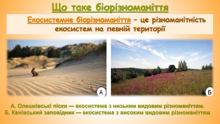 Що таке біорізноманіття. Екосистемне біорізноманіття – це різноманітність екосистем на певній територіїА. Олешківські піски — екосистема з низьким видовим різноманіттям. Б. Канівський заповідник — екосистема з високим видовим різноманіттям