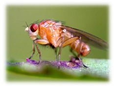 Особенности строения и жизни мухи дрозофилы