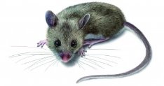  Рисованные Животные, мышка