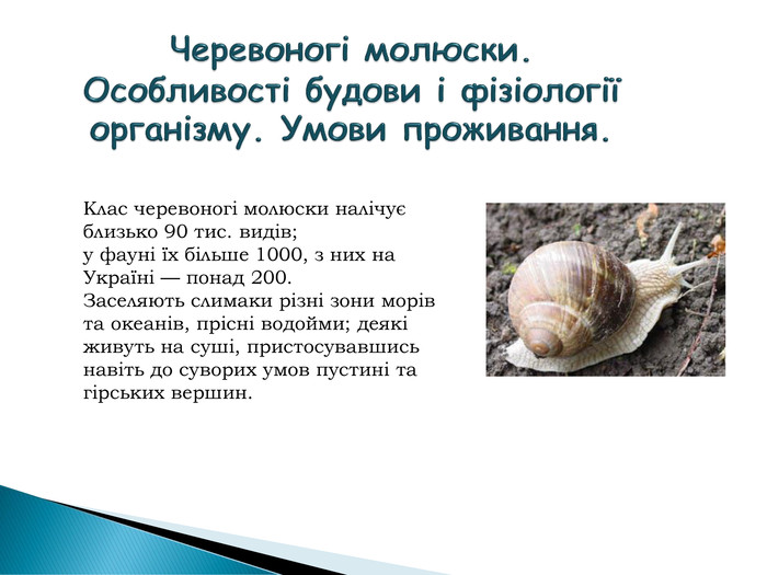 Реферат: Фауна прісноводних черевоногих молюсків