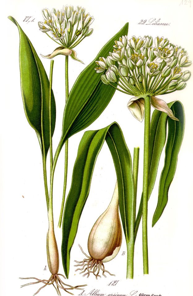 http://upload.wikimedia.org/wikipedia/commons/f/f9/Illustration_Allium_ursinum1.jpg