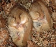http://ichef.bbci.co.uk/naturelibrary/images/ic/credit/640x395/d/do/dormouse/dormouse_1.jpg