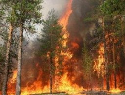 Картинки по запросу лісова пожежа
