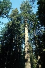 Файл:Coastal redwood.jpg