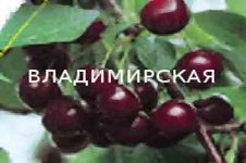 Плодовые растения"Деревья"Вишни"вишня Владимирская 7 летка