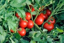 Картинки по запросу томат
