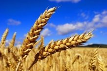 Картинки по запросу "пшениця""