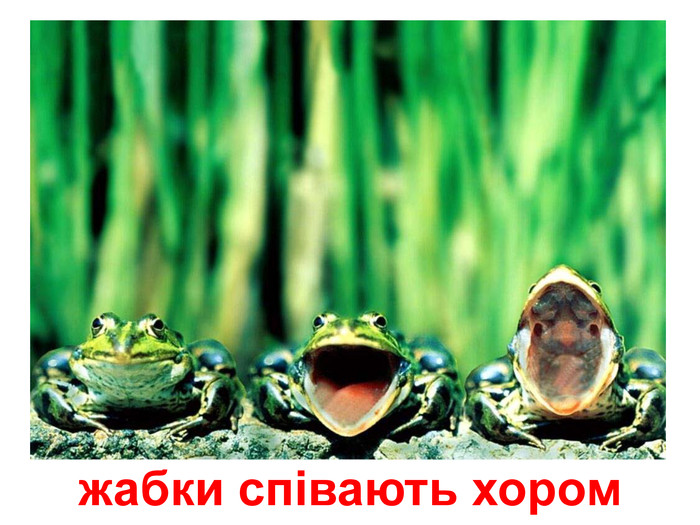 жабки співають хором