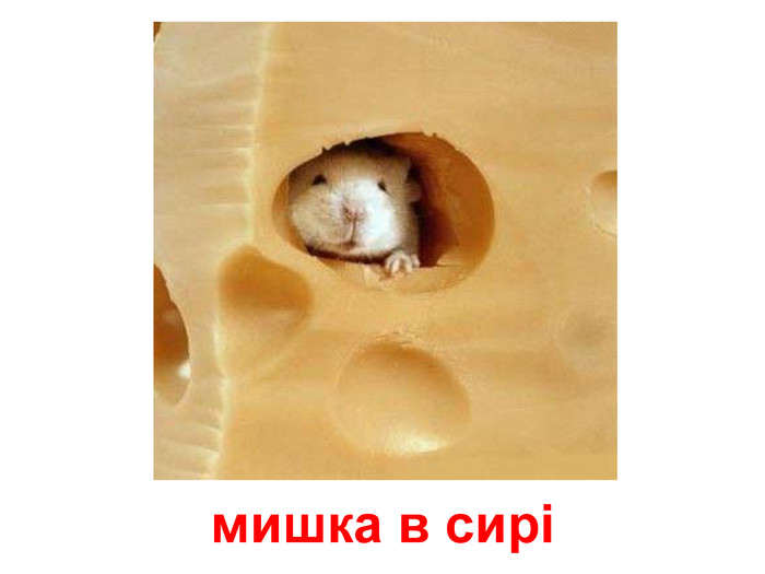 мишка в сирі