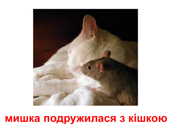 мишка подружилася з кішкою