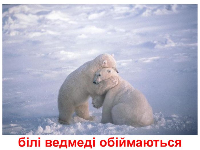 білі ведмеді обіймаються