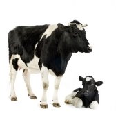 Корова и ее теленка — стоковое фото