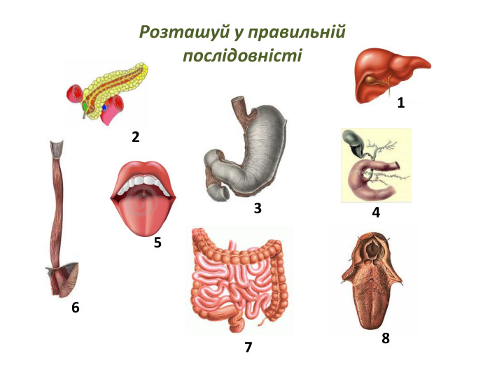 Розташуй у правильній послідовністі12345678