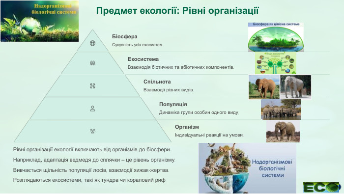 Предмет екології: Рівні організаціїБіосфера. Сукупність усіх екосистем. Екосистема. Взаємодія біотичних та абіотичних компонентів. Спільнота. Взаємодії різних видів. Популяція. Динаміка групи особин одного виду. ОрганізмІндивідуальні реакції на умови. Рівні організації екології включають від організмів до біосфери. Наприклад, адаптація ведмедя до сплячки – це рівень організму. Вивчається щільність популяції лосів, взаємодії хижак-жертва. Розглядаються екосистеми, такі як тундра чи кораловий риф.