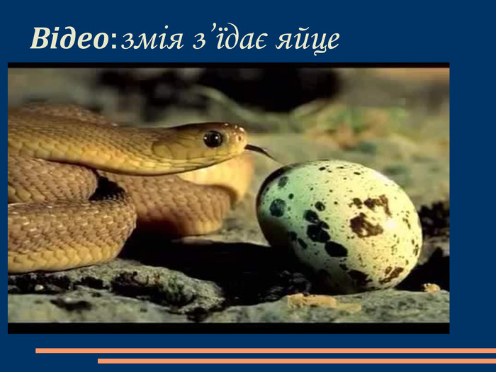 Відео:змія з’їдає яйце 