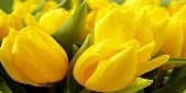 Замовити Жовтий тюльпан поштучно за прийнятною ціною з доставкою ...