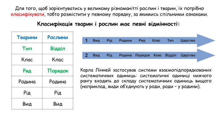 Для того, щоб зорієнтуватись у великому різноманітті рослин і тварин, їх потрібно класифікувати, тобто розмістити у певному порядку, за якимись спільними ознаками. Класифікація тварин і рослин має певні відмінності: Тварини. Рослини. Тип. Відділ. Клас. Клас. Ряд. Порядок. Родина. Родина. Рід. Рід. Вид. Вид. Карла Лінней застосував системи взаємопідпорядкованих систематичних одиниць: систематичні одиниці нижчого рангу входять до складу систематичних одиниць вищого (наприклад, види об’єднують у роди, роди – у родини). 
