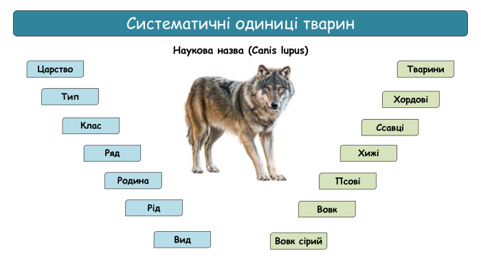 Систематичні одиниці тварин. Царство. Тип. Клас. Ряд. Родина. Рід. Вид. Вовк сірий. Вовк ПсовіХижіСсавціХордовіТварини. Наукова назва (Canis lupus)