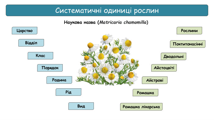 Систематичні одиниці рослин. Царство. Відділ. Клас. Порядок. Родина. Рід. Вид. Ромашка лікарська. Ромашка АйстровіАйстоцвітіДводольніПоктитонасінніРослини. Наукова назва (Matricaria chamomilla)