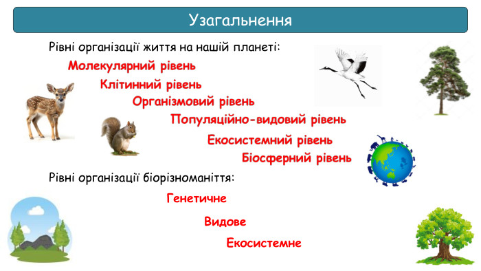 Узагальнення. Рівні організації життя на нашій планеті: Рівні організації біорізноманіття: Генетичне Видове. Екосистемне