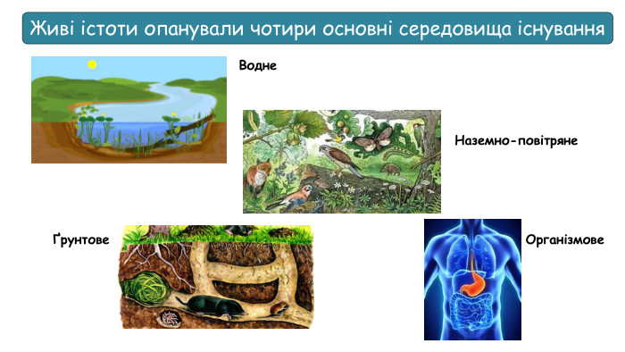Живі істоти опанували чотири основні середовища існування Водне Наземно-повітрянеҐрунтове Організмове