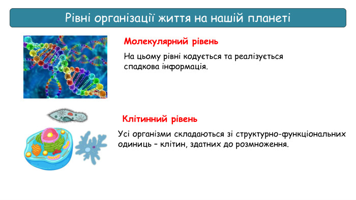 Рівні організації життя на нашій планетіМолекулярний рівень. На цьому рівні кодується та реалізується спадкова інформація. Клітинний рівень. Усі організми складаються зі структурно-функціональних одиниць – клітин, здатних до розмноження.