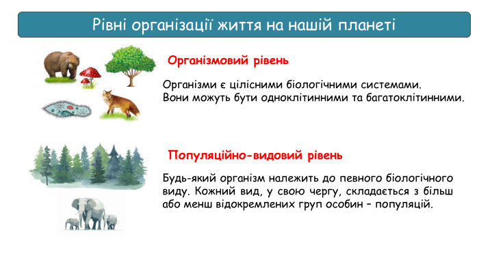 Рівні організації життя на нашій планетіОрганізмовий рівень. Організми є цілісними біологічними системами. Вони можуть бути одноклітинними та багатоклітинними. Популяційно-видовий рівень Будь-який організм належить до певного біологічного виду. Кожний вид, у свою чергу, складається з більш або менш відокремлених груп особин – популяцій.