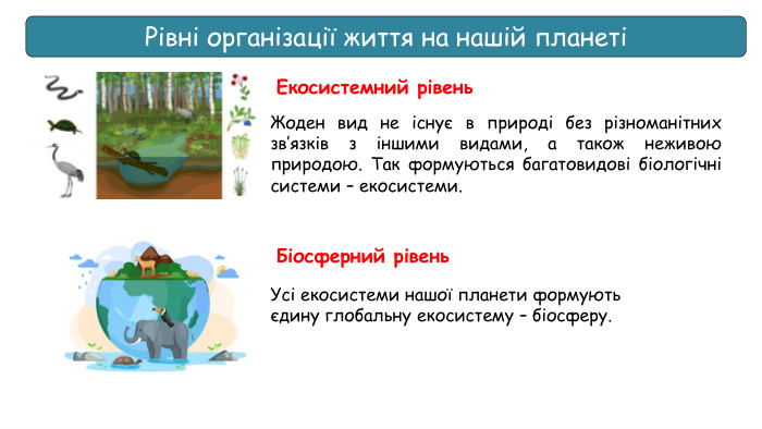 Рівні організації життя на нашій планетіЕкосистемний рівень. Жоден вид не існує в природі без різноманітних зв’язків з іншими видами, а також неживою природою. Так формуються багатовидові біологічні системи – екосистеми. Біосферний рівень. Усі екосистеми нашої планети формуютьєдину глобальну екосистему – біосферу.