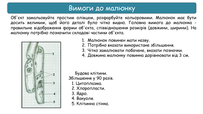 Вимоги до малюнку. Малюнок повинен мати назву. Потрібно вказати використане збільшення. Чітко замалювати побачене, вказати позначки. Довжина малюнку повинна дорівнювати від 3 см. Будова клітини. Збільшення у 90 разів. 1. Цитоплазма. 2. Хлоропласти. 3. Ядро. 4. Вакуоля. 5. Клітинна стінка. Об'єкт замальовуйте простим олівцем, розфарбуйте кольоровими. Малюнок має бути досить великим, щоб його деталі було чітко видно. Головна вимога до малюнка - правильне відображення форми об'єкта, співвідношення розмірів (довжини, ширини). На малюнку потрібно позначити складові частини об'єкта.