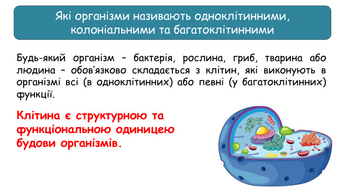 Будь-який організм – бактерія, рослина, гриб, тварина або людина – обов’язково складається з клітин, які виконують в організмі всі (в одноклітинних) або певні (у багатоклітинних) функції. Клітина є структурною та функціональною одиницею будови організмів. Які організми називають одноклітинними, колоніальними та багатоклітинними
