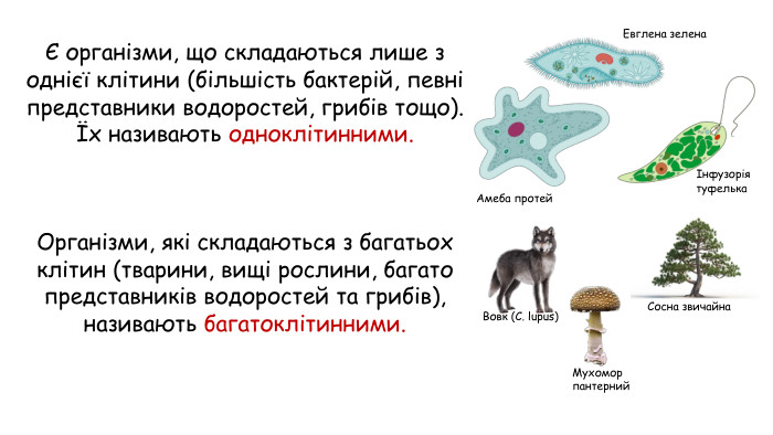 Є організми, що складаються лише з однієї клітини (більшість бактерій, певні представники водоростей, грибів тощо). Їх називають одноклітинними. Організми, які складаються з багатьох клітин (тварини, вищі рослини, багато представників водоростей та грибів), називають багатоклітинними. Евглена зелена. Амеба протейІнфузорія туфелька. Вовк (C. lupus)Сосна звичайна Мухомор пантерний
