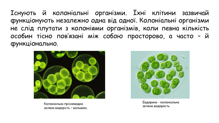 Існують й колоніальні організми. Їхні клітини зазвичай функціонують незалежно одна від одної. Колоніальні організми не слід плутати з колоніями організмів, коли певна кількість особин тісно пов’язані між собою просторово, а часто – й функціонально. Колоніальна прісноводна зелена водорість – вольвокс. Евдорина - колоніальна зелена водорость.