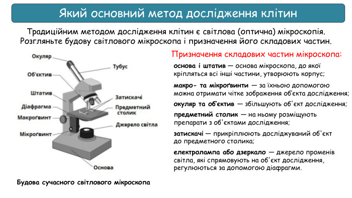 Який основний метод дослідження клітин. Традиційним методом дослідження клітин є світлова (оптична) мікроскопія. Розгляньте будову світлового мікроскопа і призначення його складових частин. Будова сучасного світлового мікроскопа. Призначення складових частин мікроскопа:основа і штатив — основа мікроскопа, до якої кріпляться всі інші частини, утворюють корпус;макро- та мікроґвинти — за їхньою допомогою можна отримати чітке зображення об’єкта дослідження;окуляр та об’єктив — збільшують об'єкт дослідження;предметний столик — на ньому розміщують препарати з об'єктами дослідження;затискачі — прикріплюють досліджуваний об'єкт до предметного столика;електролампа або дзеркало — джерело променів світла, які спрямовують на об'єкт дослідження, регулюються за допомогою діафрагми.