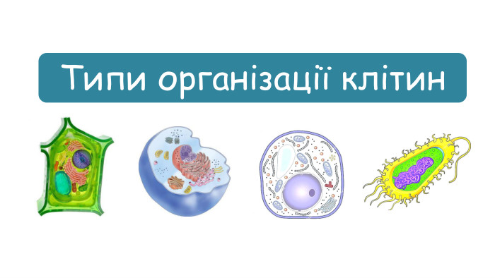 Типи організації клітин