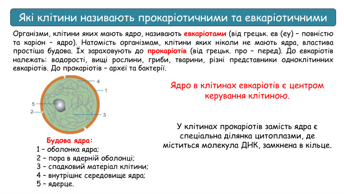 Організми, клітини яких мають ядро, називають евкаріотами (від грецьк. ев (еу) – повністю та каріон – ядро). Натомість організмам, клітини яких ніколи не мають ядра, властива простіша будова. Їх зараховують до прокаріотів (від грецьк. про – перед). До евкаріотів належать: водорості, вищі рослини, гриби, тварини, різні представники одноклітинних евкаріотів. До прокаріотів – археї та бактерії. Будова ядра:1 – оболонка ядра; 2 – пора в ядерній оболонці; 3 – спадковий матеріал клітини; 4 – внутрішнє середовище ядра; 5 – ядерце. Ядро в клітинах евкаріотів є центром керування клітиною. У клітинах прокаріотів замість ядра є спеціальна ділянка цитоплазми, де міститься молекула ДНК, замкнена в кільце. Які клітини називають прокаріотичними та евкаріотичними
