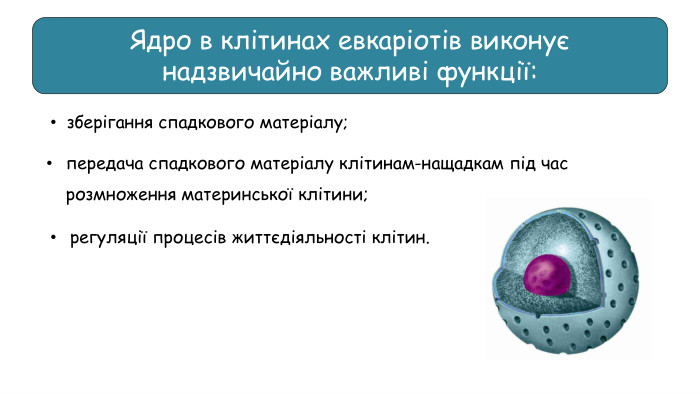 регуляції процесів життєдіяльності клітин. Ядро в клітинах евкаріотів виконує надзвичайно важливі функції: зберігання спадкового матеріалу;передача спадкового матеріалу клітинам-нащадкам під час розмноження материнської клітини;
