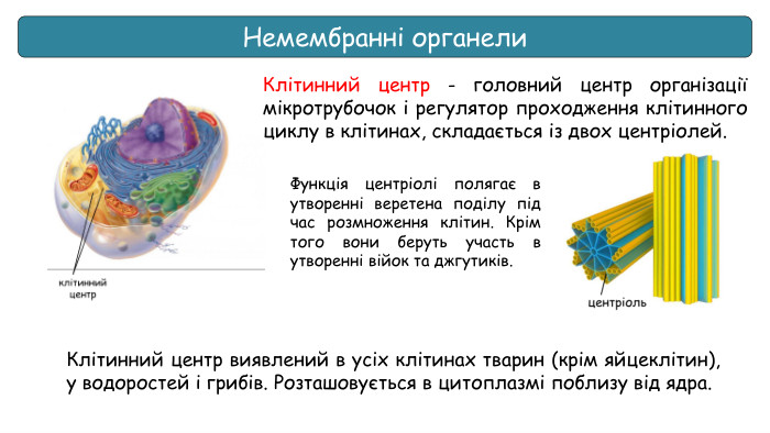 Немембранні органели. Клітинний центр - головний центр організації мікротрубочок і регулятор проходження клітинного циклу в клітинах, складається із двох центріолей. Функція центріолі полягає в утворенні веретена поділу під час розмноження клітин. Крім того вони беруть участь в утворенні війок та джгутиків. Клітинний центр виявлений в усіх клітинах тварин (крім яйцеклітин), у водоростей і грибів. Розташовується в цитоплазмі поблизу від ядра.