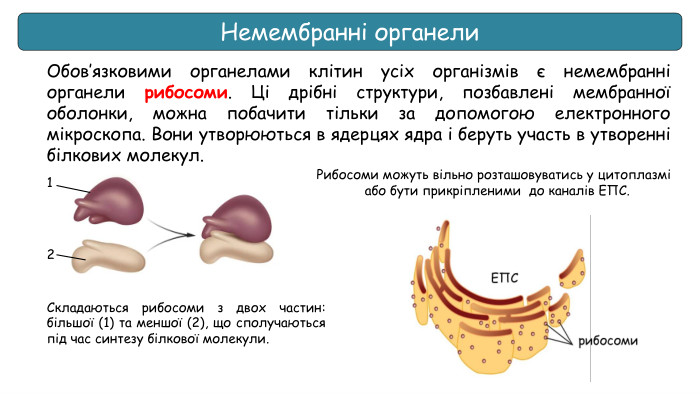 Немембранні органели. Обов’язковими органелами клітин усіх організмів є немембранні органели рибосоми. Ці дрібні структури, позбавлені мембранної оболонки, можна побачити тільки за допомогою електронного мікроскопа. Вони утворюються в ядерцях ядра і беруть участь в утворенні білкових молекул. Складаються рибосоми з двох частин: більшої (1) та меншої (2), що сполучаються під час синтезу білкової молекули.12 Рибосоми можуть вільно розташовуватись у цитоплазмі або бути прикріпленими до каналів ЕПС.
