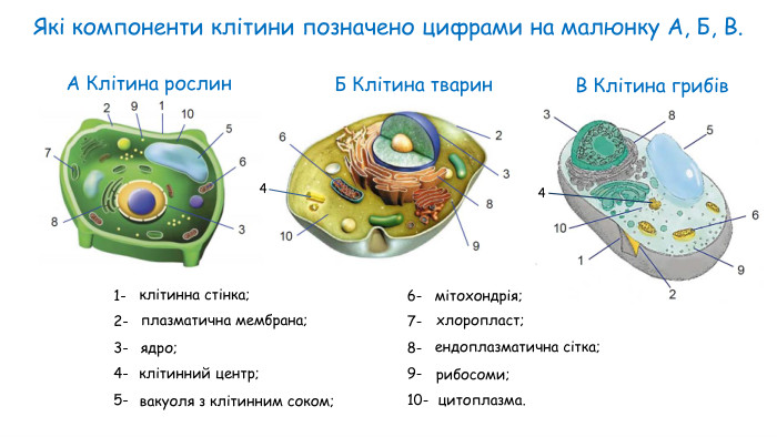 Якi компоненти клiтини позначено цифрами на малюнку А, Б, В. 1- 2- 3- 4-5-6-7-8-9-10- клітинна стінка;плазматична мембрана; ядро; вакуоля з клітинним соком;44клітинний центр;мітохондрія;хлоропласт; ендоплазматична сітка; рибосоми;цитоплазма. А Клітина рослин. Б Клітина тварин. В Клітина грибів