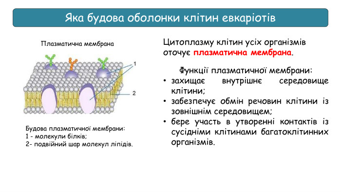 Яка будова оболонки клітин евкаріотів Цитоплазму клітин усіх організмів оточує плазматична мембрана. Функції плазматичної мембрани: захищає внутрішнє середовище клітини; забезпечує обмін речовин клітини із зовнішнім середовищем;бере участь в утворенні контактів із сусідніми клітинами багатоклітинних організмів. Плазматична мембрана. Будова плазматичної мембрани: 1 - молекули бiлків;2- подвійний шар молекул ліпідів.