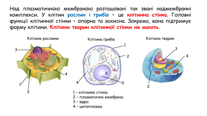 Над плазматичною мембраною розташовані так звані надмембранні комплекси. У клітин рослин і грибів – це клітинна стінка. Головні функції клітинної стінки – опорна та захисна. Зокрема, вона підтримує форму клітини. Клітини тварин клітинної стінки не мають. Клітина рослини. Клітина грибів. Клітина тварин1 – клітинна стінка;2 – плазматична мембрана; 3 – ядро; 4 – цитоплазма.11222333444