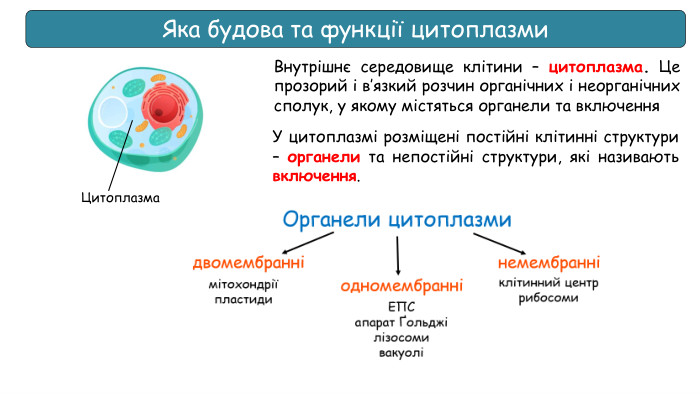 Яка будова та функції цитоплазми. Внутрішнє середовище клітини – цитоплазма. Це прозорий і в’язкий розчин органічних і неорганічних сполук, у якому містяться органели та включення Цитоплазма. У цитоплазмі розміщені постійні клітинні структури – органели та непостійні структури, які називають включення. 